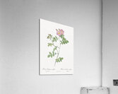 Pink sweetbriar roses Acrylic Print