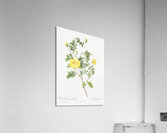 Yellow sweetbriar rose Acrylic Print