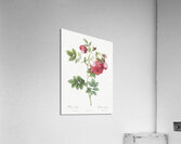 Yellow sweetbriar rose Acrylic Print