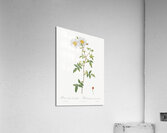 White climbing rose Impression acrylique