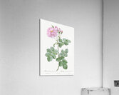 White climbing rose Acrylic Print