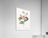 Pink rose turbine Acrylic Print