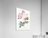 Pink damskus rose Acrylic Print