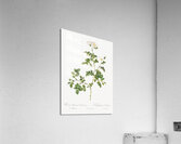 White sweetbriar rose Acrylic Print
