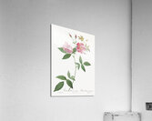 Blooming hudson rose Acrylic Print