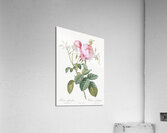 Pink cabbage rose Acrylic Print