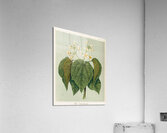 Sarah Featon 035 Acrylic Print