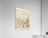 Sarah Featon 003 Acrylic Print