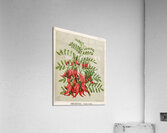 Sarah Featon 022 Acrylic Print