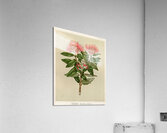 Sarah Featon 028 Acrylic Print