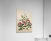 Sarah Featon 015 Acrylic Print