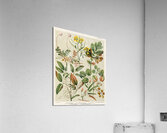 Sarah Featon 007 Impression acrylique