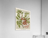 Sarah Featon 034 Acrylic Print