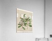 Sarah Featon 019 Acrylic Print