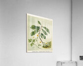 Sarah Featon 013 Acrylic Print