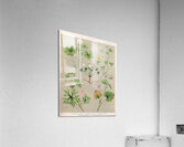 Sarah Featon 004 Acrylic Print