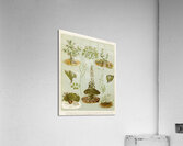 Sarah Featon 017 Acrylic Print