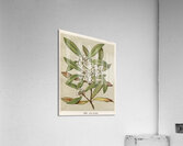 Sarah Featon 031 Acrylic Print