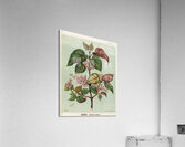 Sarah Featon 025 Acrylic Print