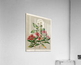 Sarah Featon 005 Acrylic Print