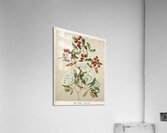 Sarah Featon 024 Acrylic Print