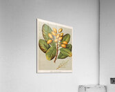 Sarah Featon 020 Acrylic Print