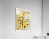 Sarah Featon 036 Acrylic Print