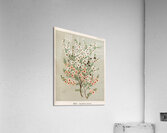 Sarah Featon 026 Acrylic Print