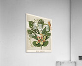 Sarah Featon 021 Acrylic Print