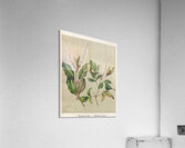 Sarah Featon 008 Acrylic Print