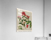 Sarah Featon 001 Acrylic Print