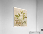 Sarah Featon 006 Acrylic Print