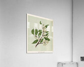 Sarah Featon 018 Acrylic Print