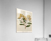 Sarah Featon 023 Acrylic Print