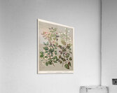 Sarah Featon 011 Acrylic Print