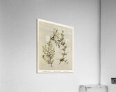 Sarah Featon 012 Acrylic Print