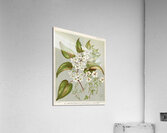 Sarah Featon 016 Acrylic Print