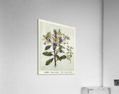 Sarah Featon 010 Acrylic Print