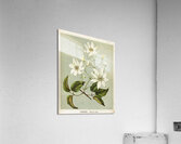 Sarah Featon 029 Acrylic Print