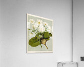 Sarah Featon 033 Acrylic Print