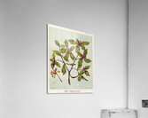 Sarah Featon 027 Acrylic Print