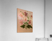 Album van Eeden : Haarlems flora : 1872-1881 Acrylic Print