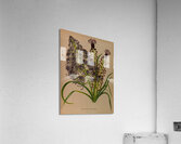Album van Eeden : Haarlems flora : 1872-1881 Acrylic Print