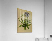 Album van Eeden : Haarlems flora : 1872-1881 Acrylic Print