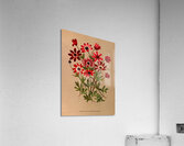 Album van Eeden : Haarlems flora : 1872-1881 Acrylic Print