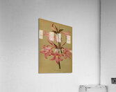 Album van Eeden : Haarlems flora : 1872-1881 Acrylic Print