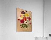 Album van Eeden : Haarlems flora : 1872-1881 Acrylic Print