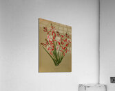 Album van Eeden : Haarlems flora : 1872-1881 Acrylic Print