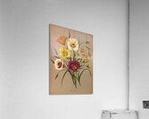 Album van Eeden : Haarlems flora : 1872-1881 Acrylic Print