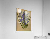 Album van Eeden : Haarlems flora : 1872-1881 Acrylic Print